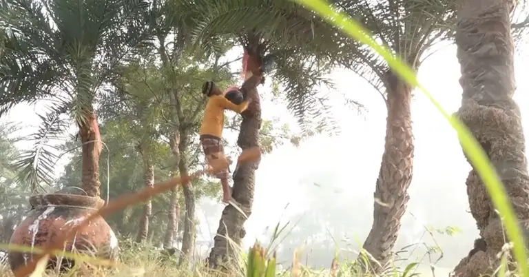 রস সংগ্রহ করছেন গাছি